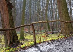 Winterlinge  Gelbe Pracht In Jena 2024 17